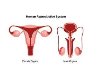 AAQ OCR Health and Social Care F091 Topic 6 - Reproductive