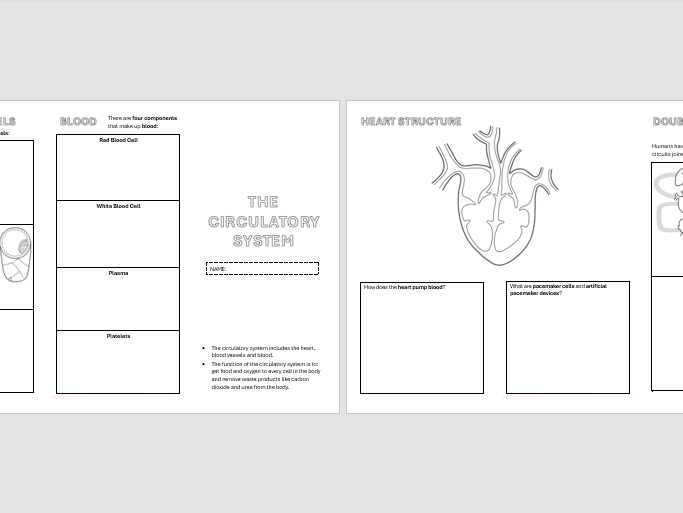 B2 Circulatory System - Leaflet Worksheet