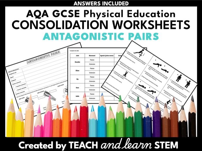 Antagonistic Pairs and Isometric Isotonic Contractions Worksheet | GCSE PE