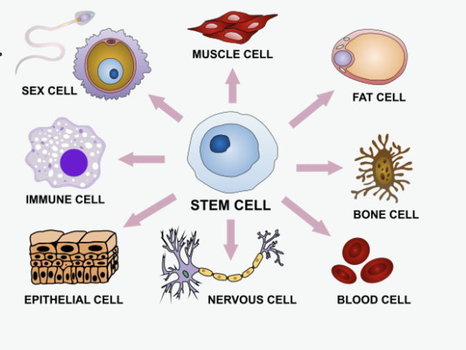 Oxford AQA iGCSE - Specialised Cells