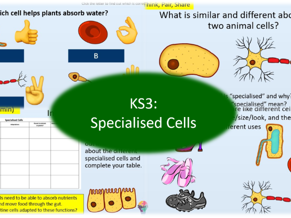 KS3 - Specialised Cells