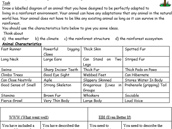 Animal Adaptations in the Rain forest - Designing your own animal