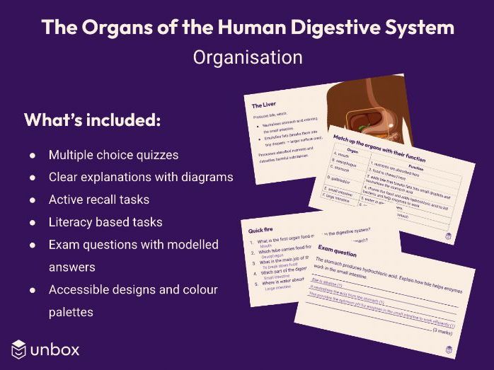The Organs of the Human Digestive System