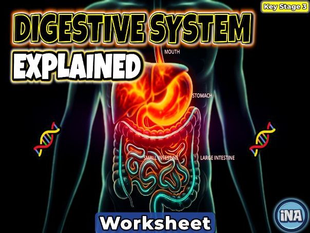 The Human Digestive System - KS3 Biology Worksheet