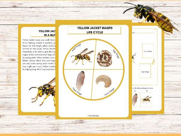 Yellow Jacket Wasp Life Cycle Worksheet- Insect Science Unit Study