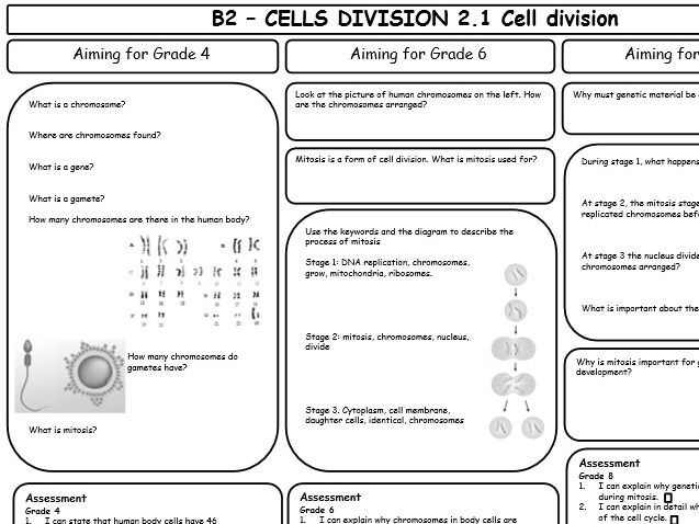 AQA GCSE 9-1 Biology B2 Revision Sheets (differentiated)