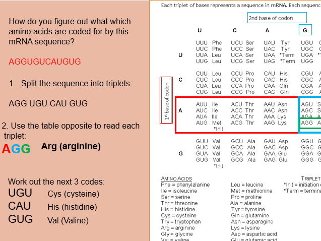 AQA 3.4 Genetic information, variation and relationships Full 15 lessons