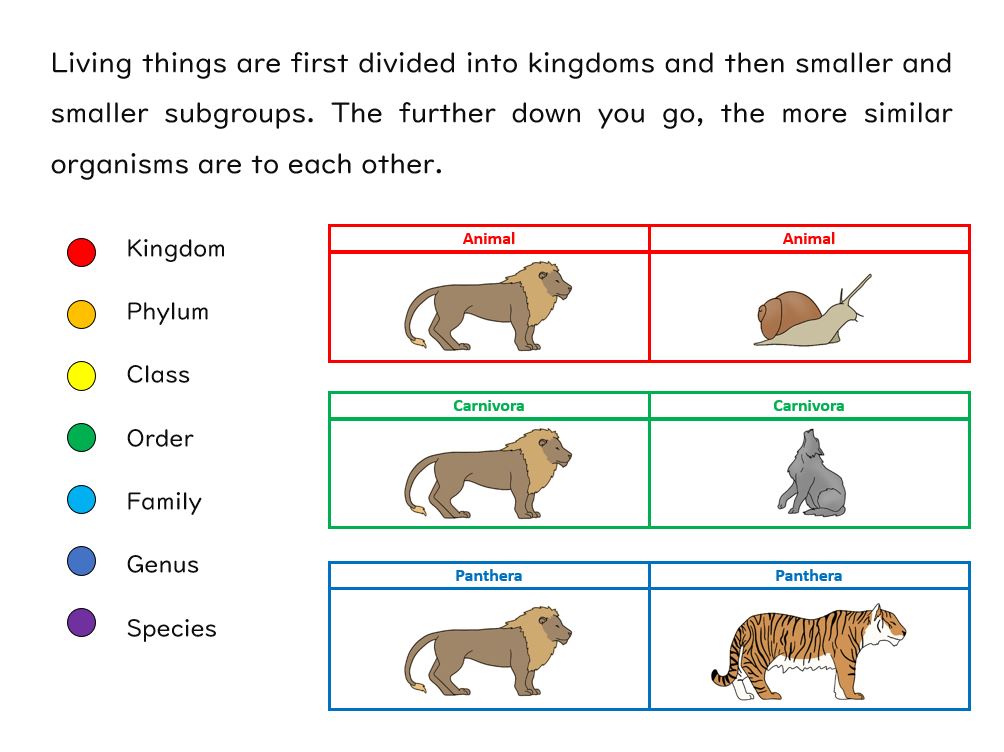 Fossils and Classification (GCSE Biology AQA) Teaching Resources