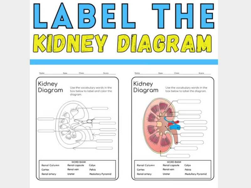 Label the Kidney Diagram: Renal Anatomy Coloring Activity End of year Activities
