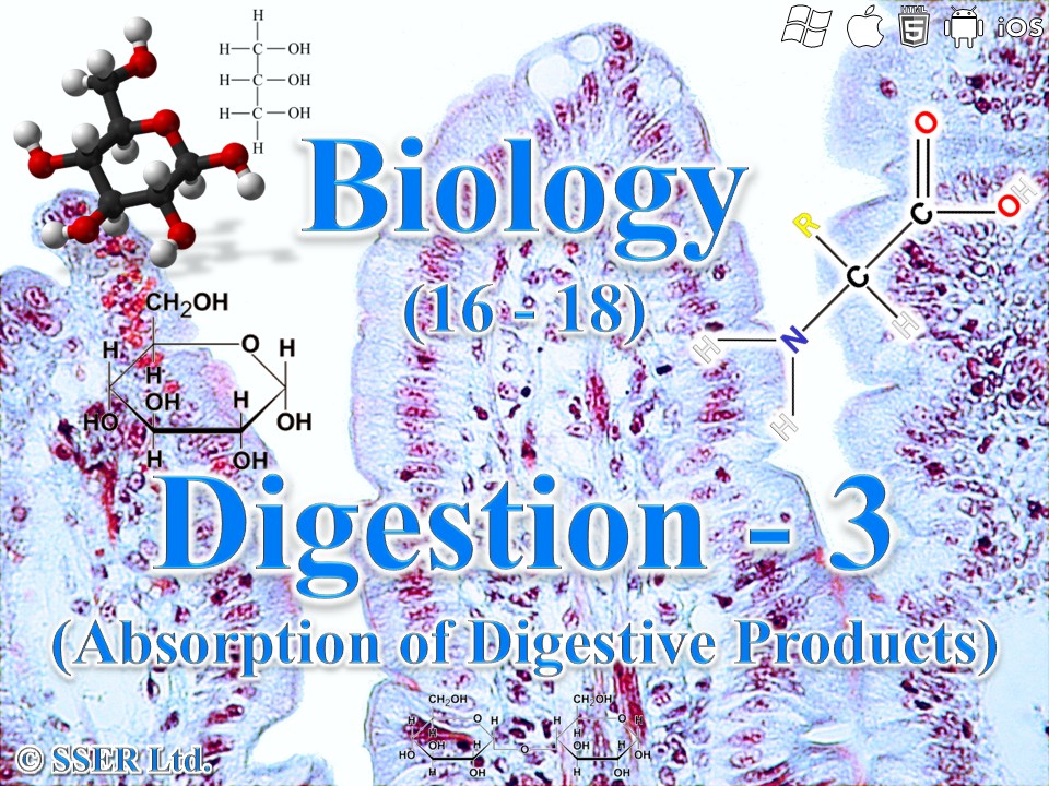 BioA_3.3.3 Digestion 3a - Absorption of Digestive Products