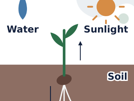 Plants EYFS Lesson Pack