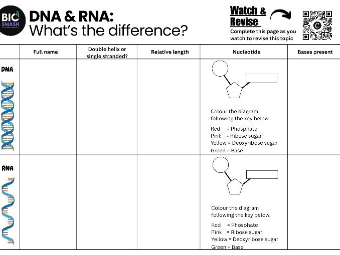 Comparing the structure of DNA and RNA: A-level