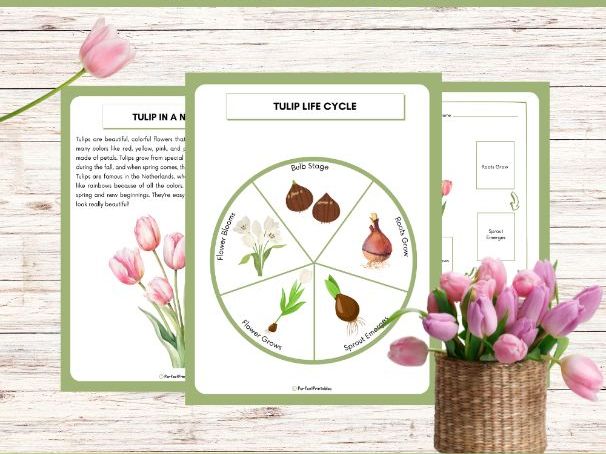 Life Cycle of a Tulip Worksheet - Flower Science Unit Study With Fun Facts!