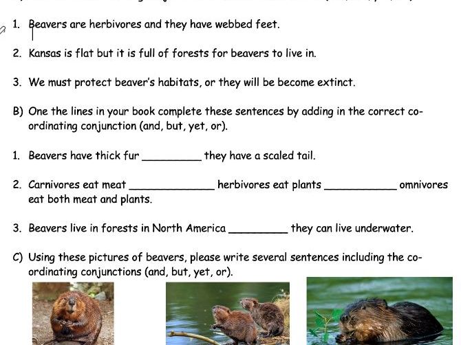 Year 2 Co-ordinating Conjunctions Worksheet about Beavers