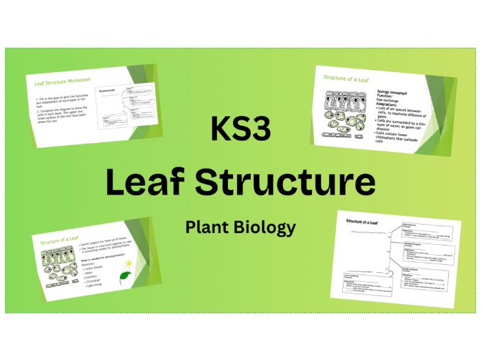 KS3 Leaf Structure PPT and Gap-Fill Worksheet