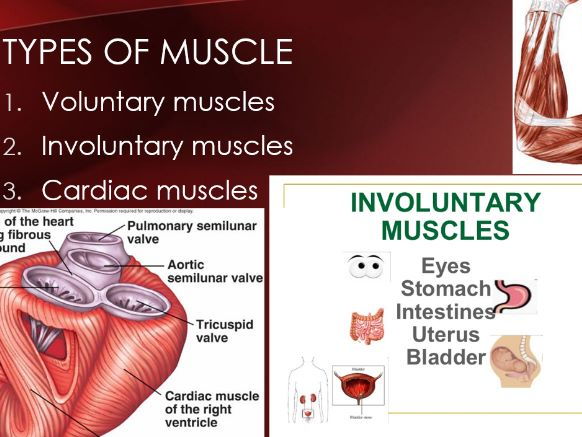 musculo- skeletal system