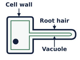 Cells - Specialised Cells