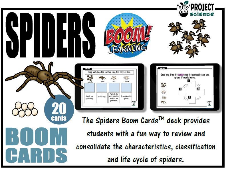 Spiders Boom Cards™ - Distance Learning