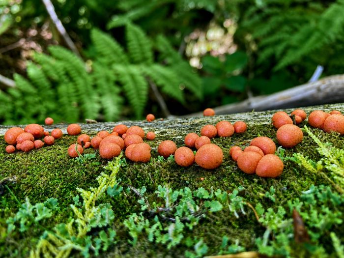 Stealing the slimelight: the fascinating world of slime moulds