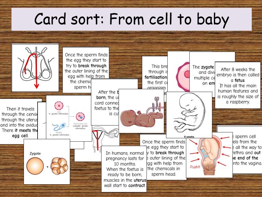 KS3 Fertilisation & Baby Development Card Sort
