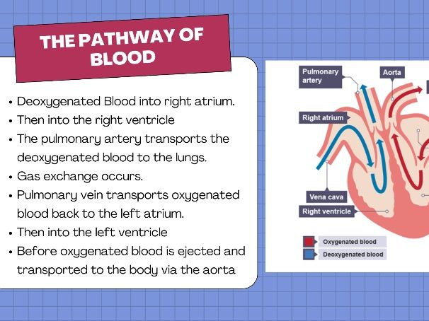 GCSE PE - Cardiorespiratory System