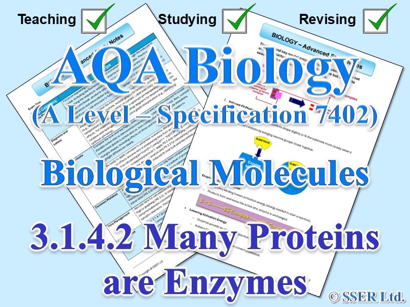BIOA_AQA Topic Notes: 3.1.4.2 Many Proteins are Enzymes
