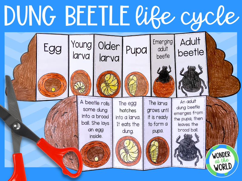 Life Cycle Of A Dung Beetle Foldable Sequencing Activity Scarab Beetle 