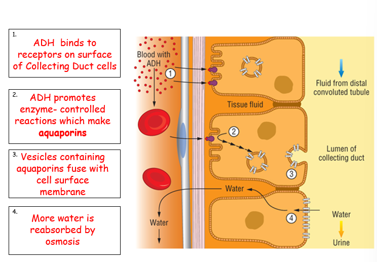 Pearson AAQ Medical Science Unit 1- Topic E- Complete Topic x 7 Lessons ...