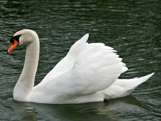 Short Stories - The Swan AQA new specification