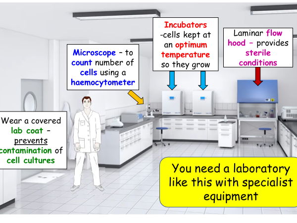 Cell lines and organoids AAQ Human Biology Cambridge National