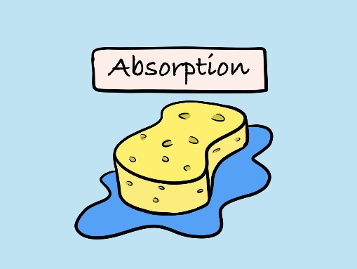 A Level Biology - Absorption Revision