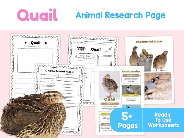 Quail Animal Research Page | Birds and Habitats Science Worksheets
