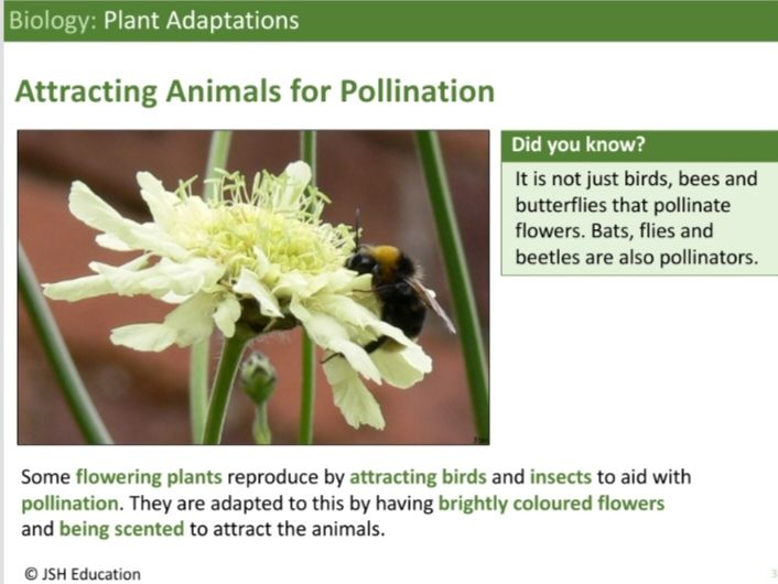 KS3 Biology: Plant Adaptations