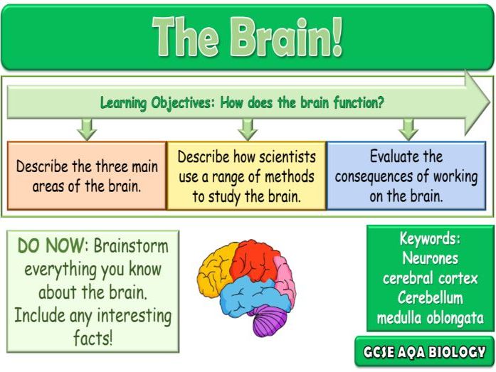 The Brain AQA GCSE (9-1) Biology