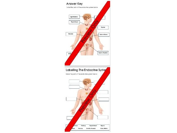 Endocrine System Labelling Worksheet (Human Biology)