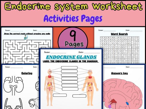 Endocrine system worksheet/Biology endocrine system