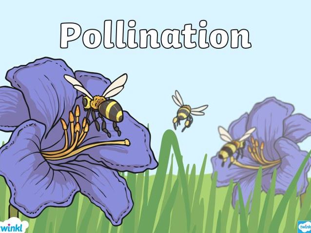 Pollination  [IGCSE Biology]