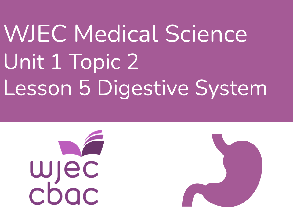 WJEC AAQ Medical Science 1.2 Digestive System