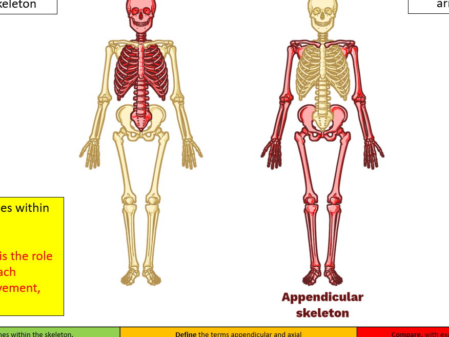 Skeletal System