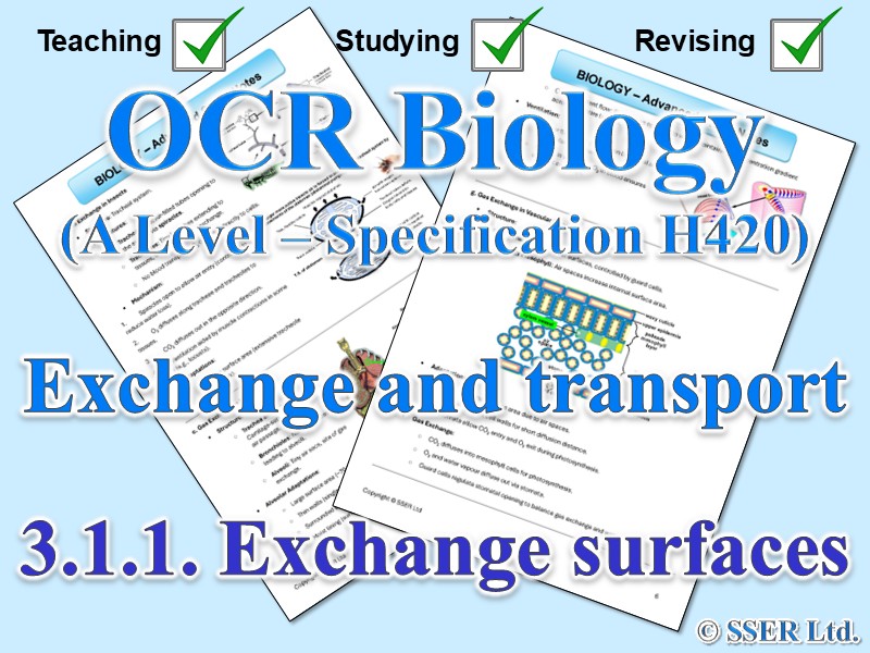 BIOA_OCR Topic Notes: 3.1.1. Exchange surfaces