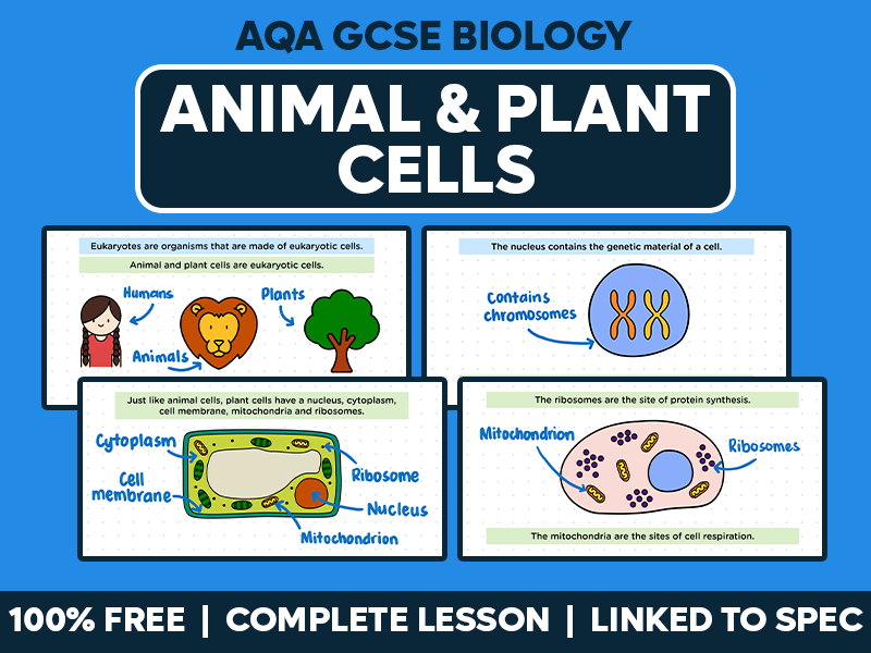 GCSE AQA Biology Complete Lesson - Animal and Plant Cells