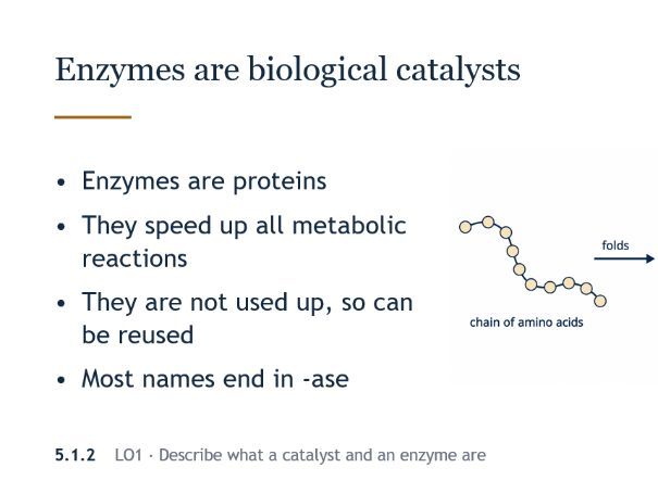 IGCSE Biology  – Enzymes PPT