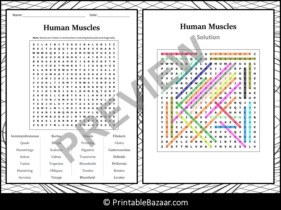 Human Muscles Word Search Puzzle Worksheet Activity Teaching Resources