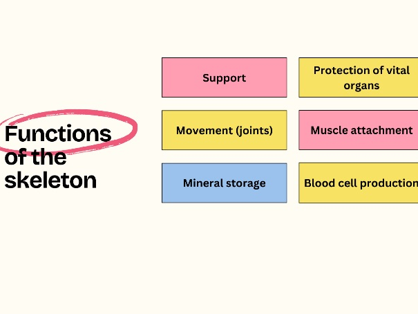 GCSE PE Musculoskeletal Systems