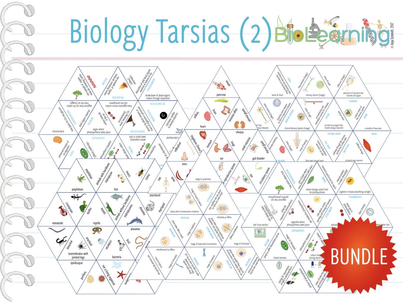 10x MORE Biology Tarsia Games (KS3/4) by anjacschmidt Teaching Resources