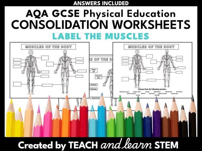 Label the Muscles Diagram Worksheet | GCSE PE