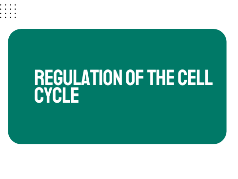 AP Biology Unit 4: Regulation of Cell Cycle