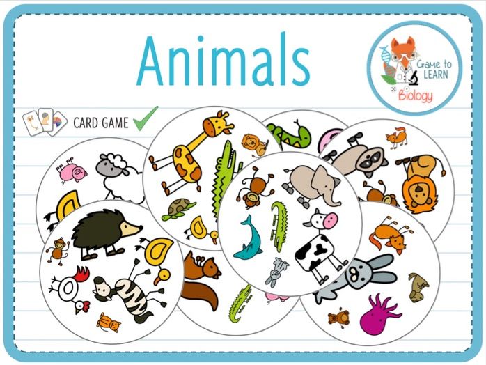 Animals Quick & Fun Card Game (KS1/2/3) Teaching Resources