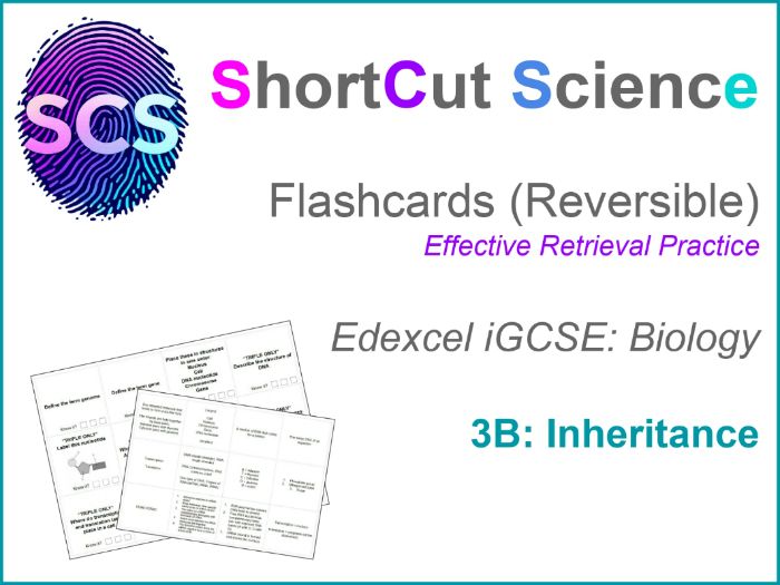 Flashcards Bio IGCSE Edexcel: Inheritance