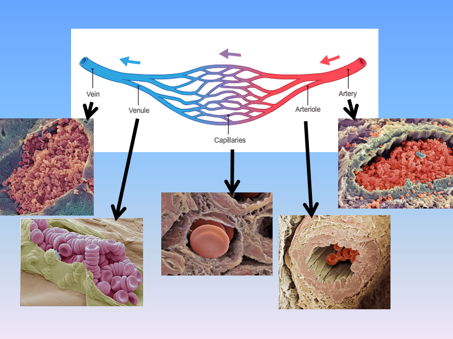 Blood vessels